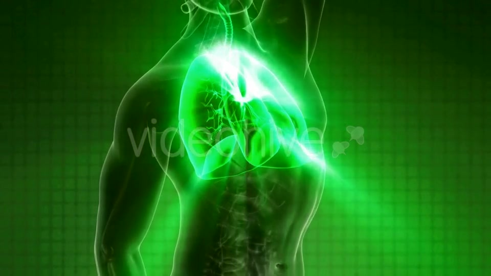 Human Body with Visible Lungs Videohive 21264361 Motion Graphics Image 7