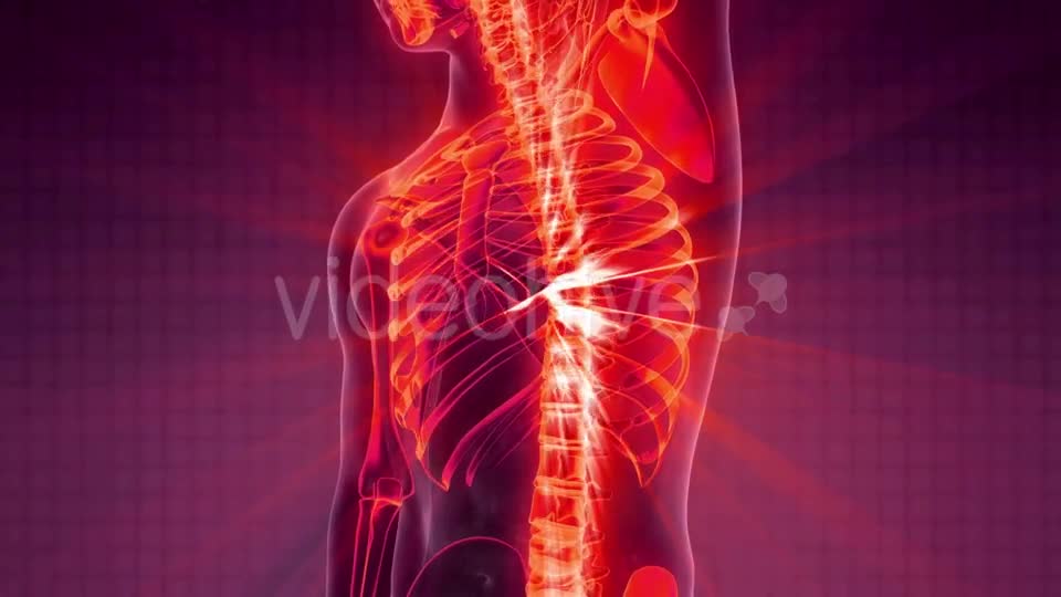 Human Body with Visible Skeletal Bones Videohive 20506722 Motion Graphics Image 1