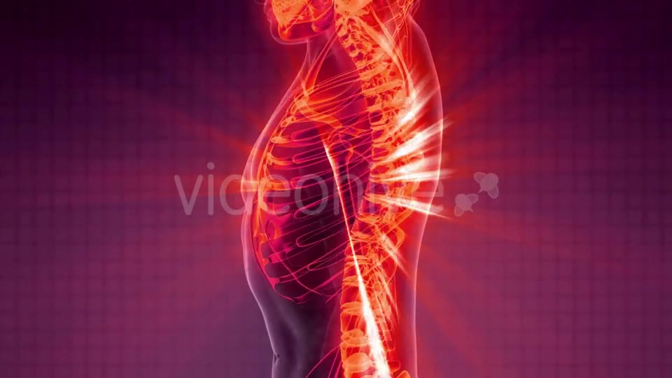 Human Body with Visible Skeletal Bones Videohive 20506722 Motion Graphics Image 2