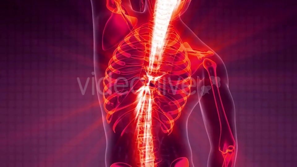 Human Body with Visible Skeletal Bones Videohive 20506722 Motion Graphics Image 4