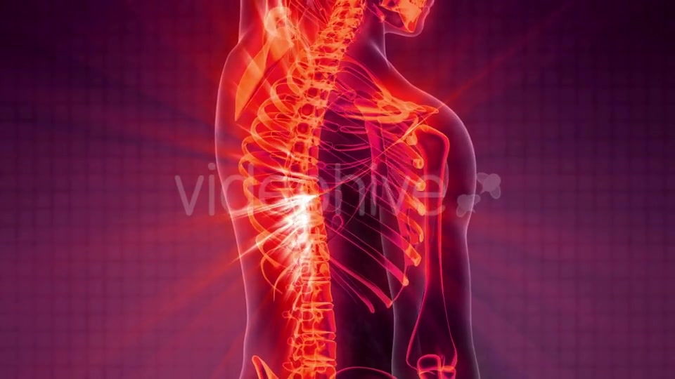 Human Body with Visible Skeletal Bones Videohive 20506722 Motion Graphics Image 5