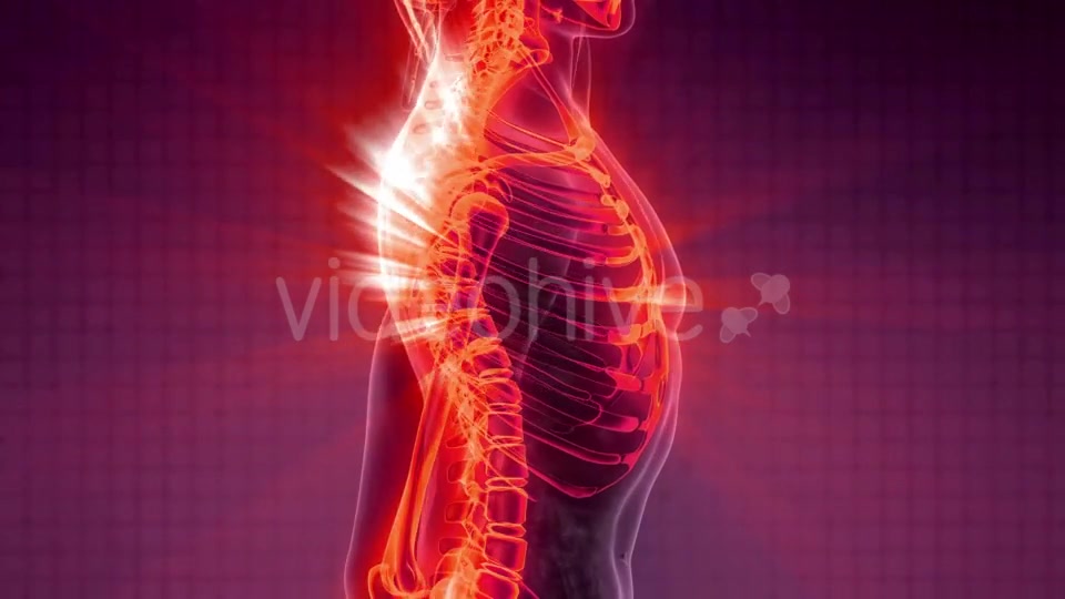 Human Body with Visible Skeletal Bones Videohive 20506722 Motion Graphics Image 6