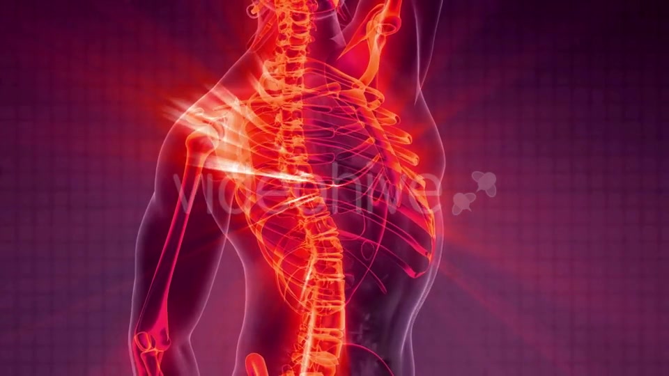 Human Body with Visible Skeletal Bones Videohive 20506722 Motion Graphics Image 7