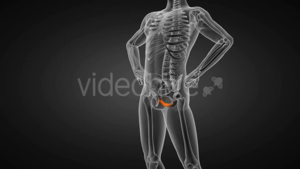 Human Bones Radiographic Scan Videohive 19056600 Motion Graphics Image 1