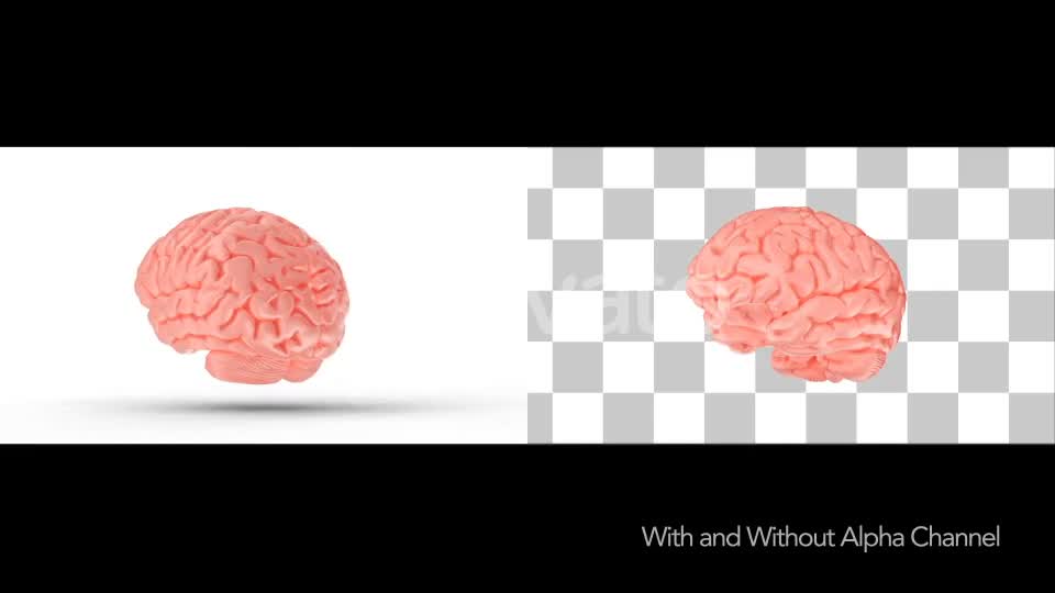 Human Brain with Alpha Channel Videohive 23505553 Motion Graphics Image 1
