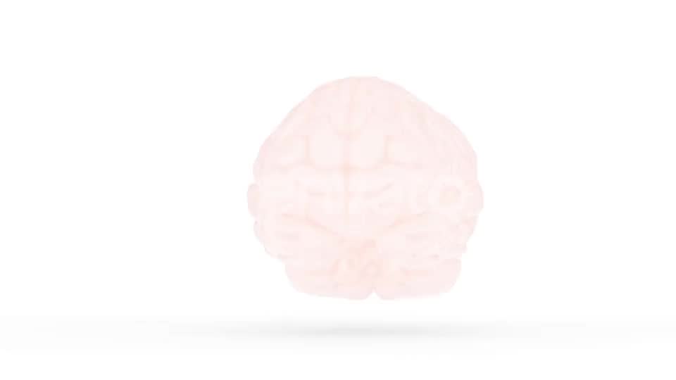Human Brain with Alpha Channel Videohive 23505553 Motion Graphics Image 2