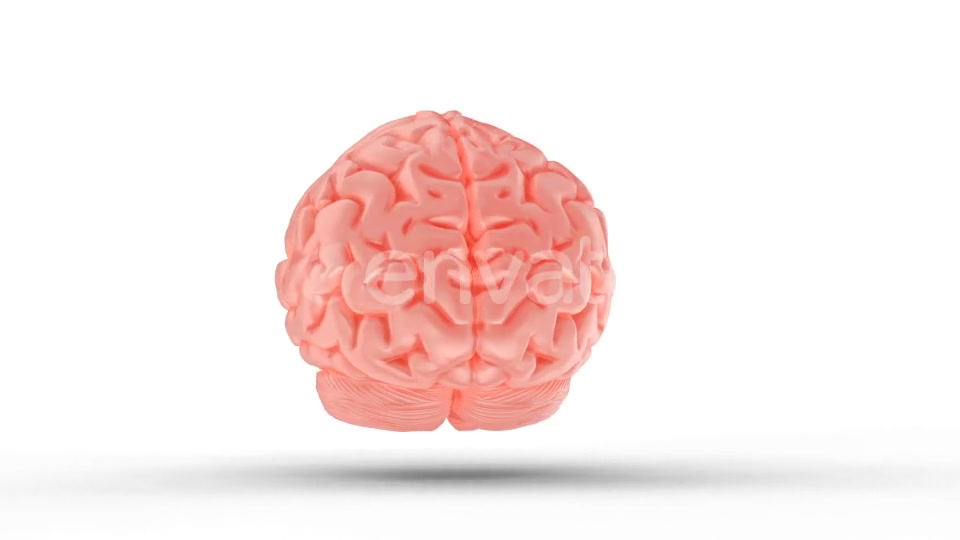 Human Brain with Alpha Channel Videohive 23505553 Motion Graphics Image 4