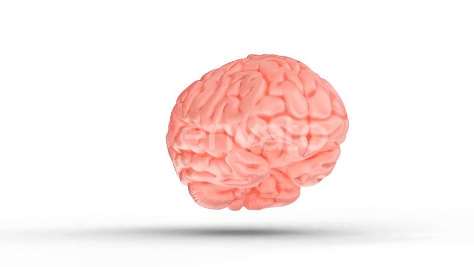 Human Brain with Alpha Channel Videohive 23505553 Motion Graphics Image 6