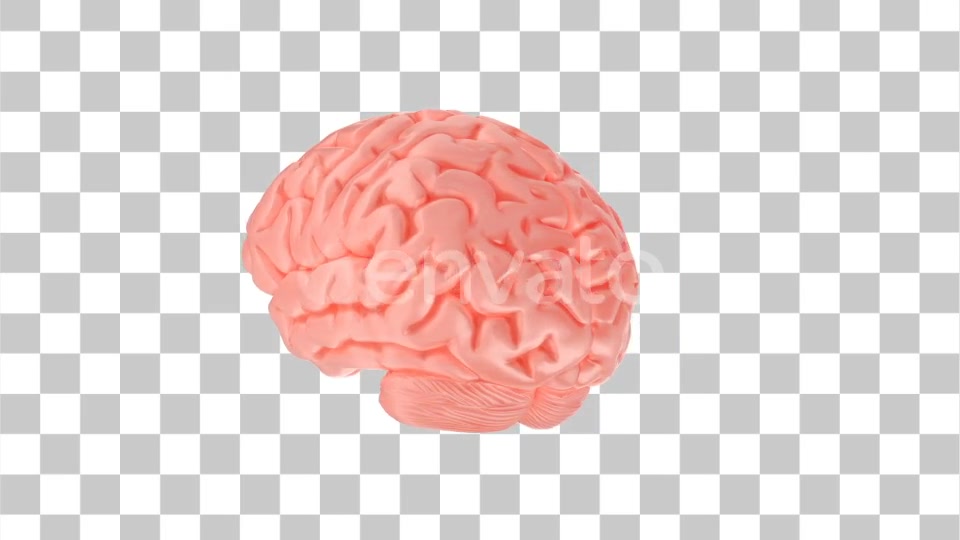 Human Brain with Alpha Channel Videohive 23505553 Motion Graphics Image 8