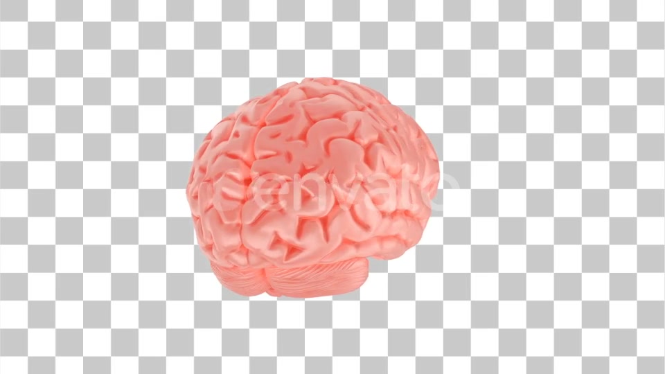 Human Brain with Alpha Channel Videohive 23505553 Motion Graphics Image 9