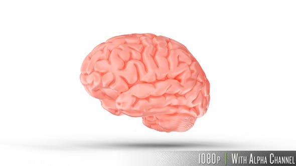 Human Brain with Alpha Channel - 23505553 Download Videohive