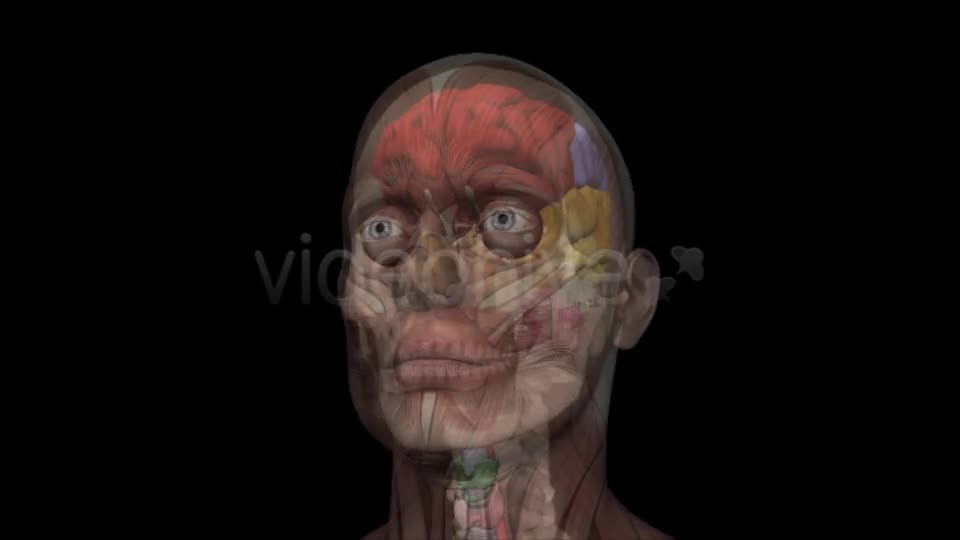 Human Head Anatomy Videohive 7929623 Motion Graphics Image 1
