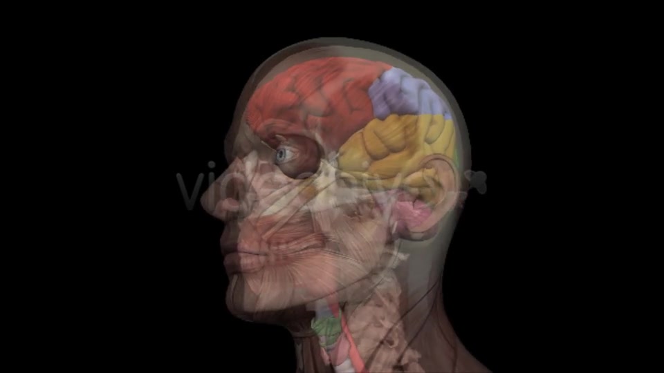 Human Head Anatomy Videohive 7929623 Motion Graphics Image 2