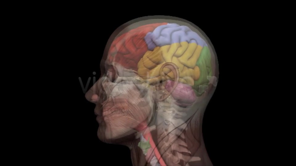 Human Head Anatomy Videohive 7929623 Motion Graphics Image 3