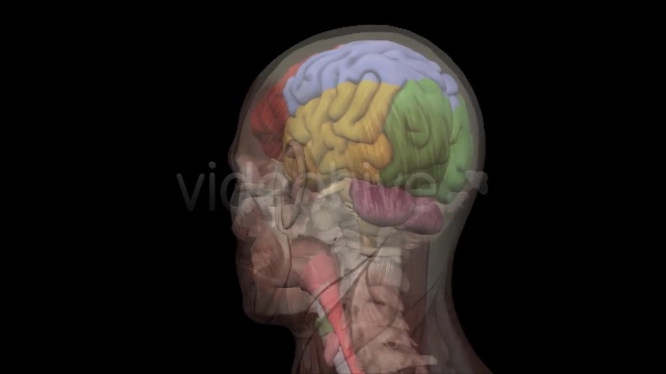 Human Head Anatomy Videohive 7929623 Motion Graphics Image 4