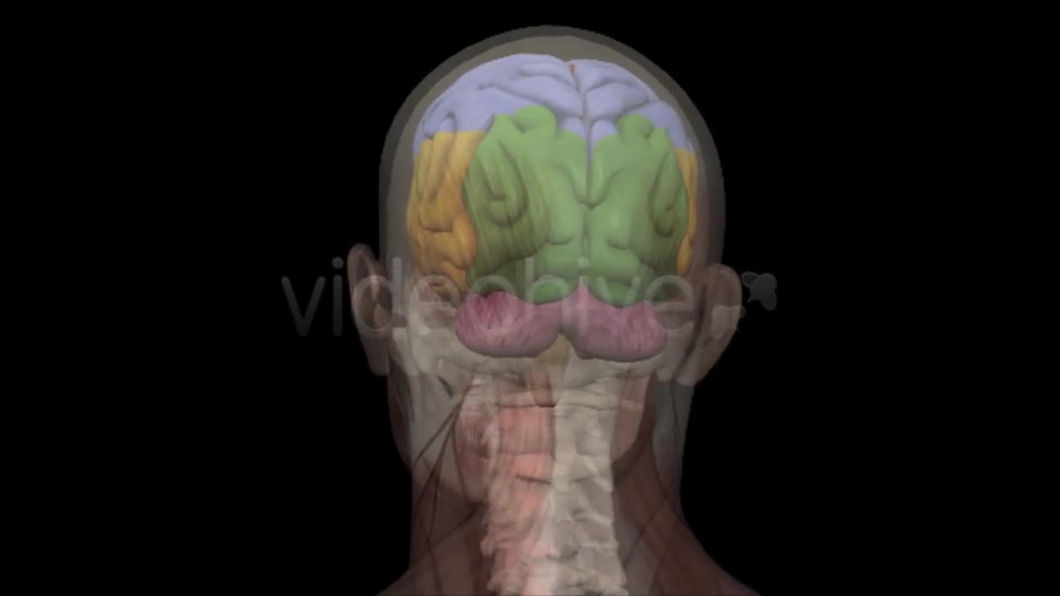 Human Head Anatomy Videohive 7929623 Motion Graphics Image 5