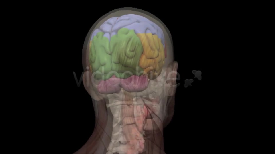 Human Head Anatomy Videohive 7929623 Motion Graphics Image 6