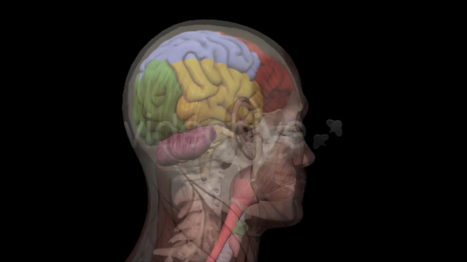 Human Head Anatomy Videohive 7929623 Motion Graphics Image 7