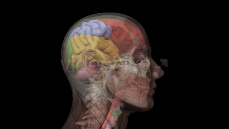Human Head Anatomy Videohive 7929623 Motion Graphics Image 8