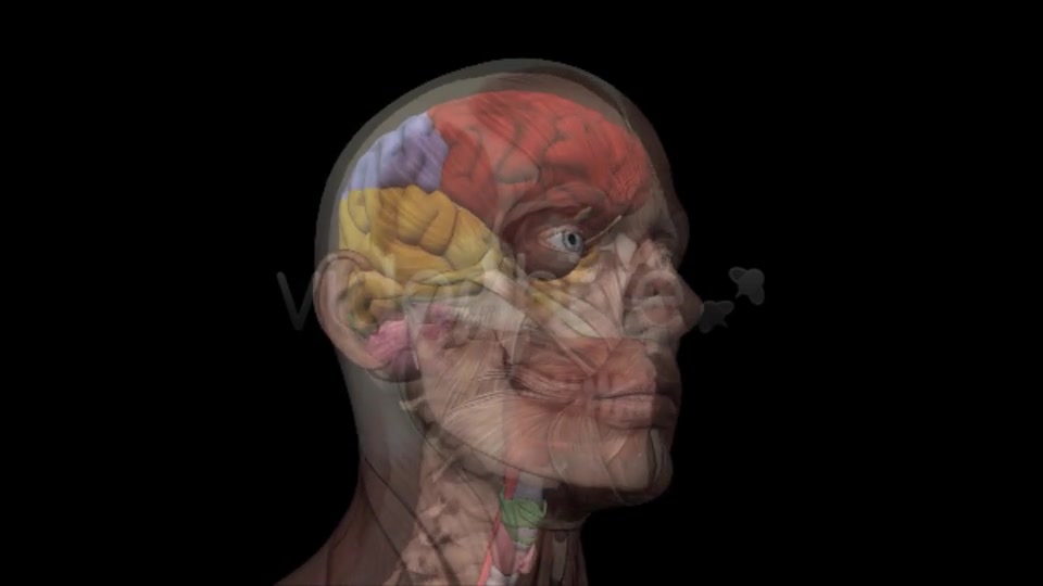 Human Head Anatomy Videohive 7929623 Motion Graphics Image 9