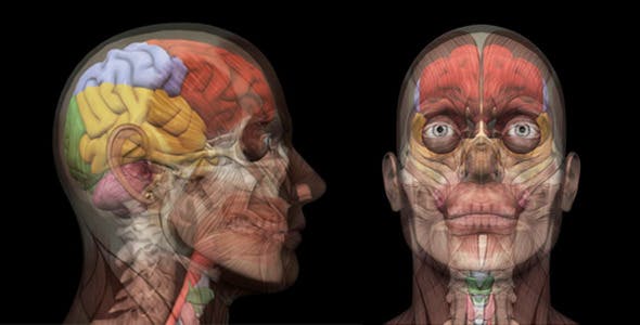 Human Head Anatomy - 7929623 Videohive Download