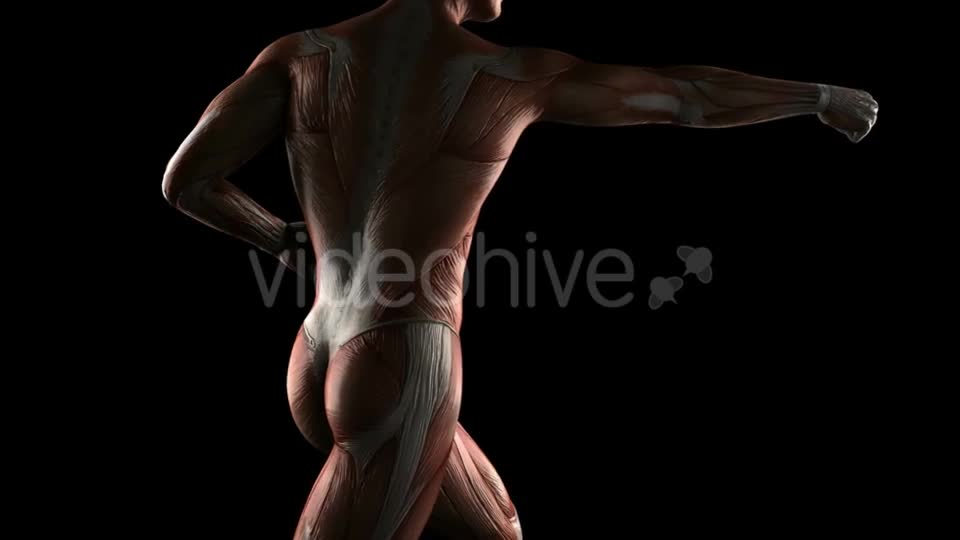 Human Muscle Anatomy Videohive 19289824 Motion Graphics Image 1