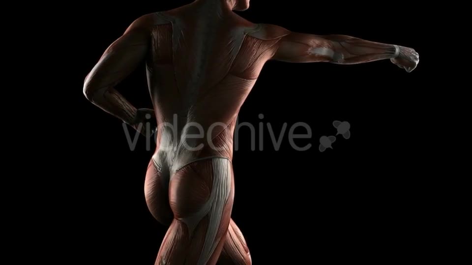 Human Muscle Anatomy Videohive 19289824 Motion Graphics Image 2