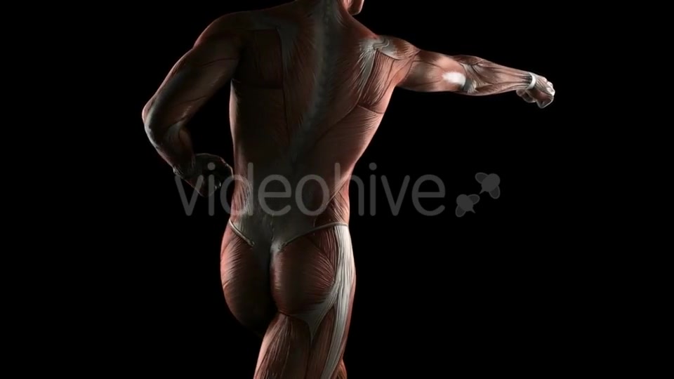 Human Muscle Anatomy Videohive 19289824 Motion Graphics Image 3
