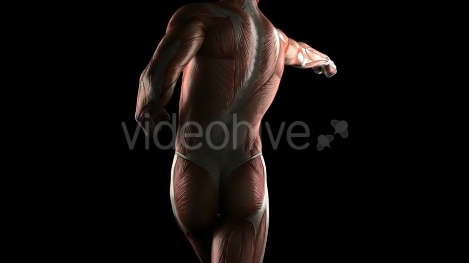 Human Muscle Anatomy Videohive 19289824 Motion Graphics Image 4