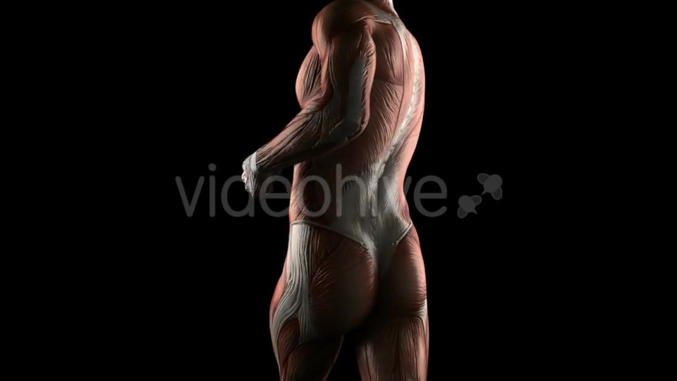 Human Muscle Anatomy Videohive 19289824 Motion Graphics Image 5