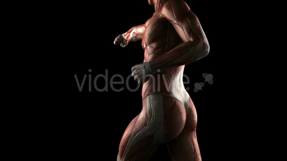 Human Muscle Anatomy Videohive 19289824 Motion Graphics Image 6