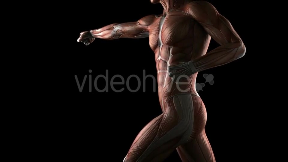 Human Muscle Anatomy Videohive 19289824 Motion Graphics Image 7