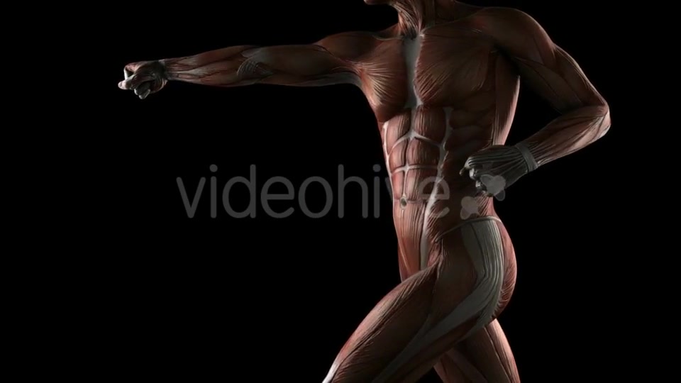 Human Muscle Anatomy Videohive 19289824 Motion Graphics Image 8