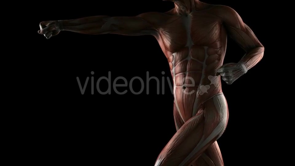 Human Muscle Anatomy Videohive 19289824 Motion Graphics Image 9