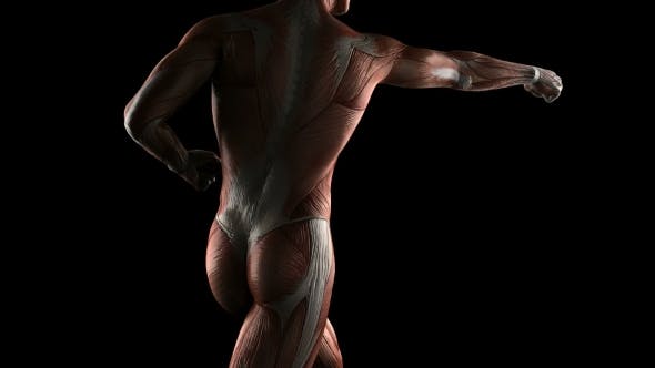 Human Muscle Anatomy - Download 19289824 Videohive