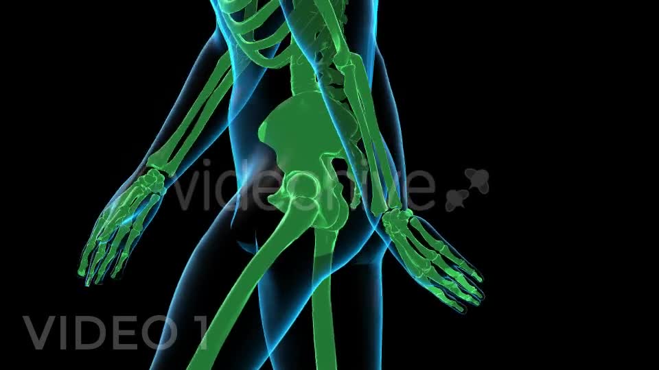 Human Walk Xray Pack Videohive 18814093 Motion Graphics Image 1