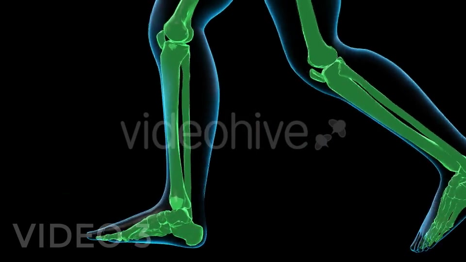 Human Walk Xray Pack Videohive 18814093 Motion Graphics Image 10