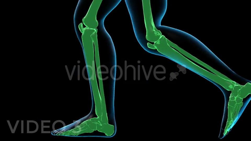 Human Walk Xray Pack Videohive 18814093 Motion Graphics Image 11