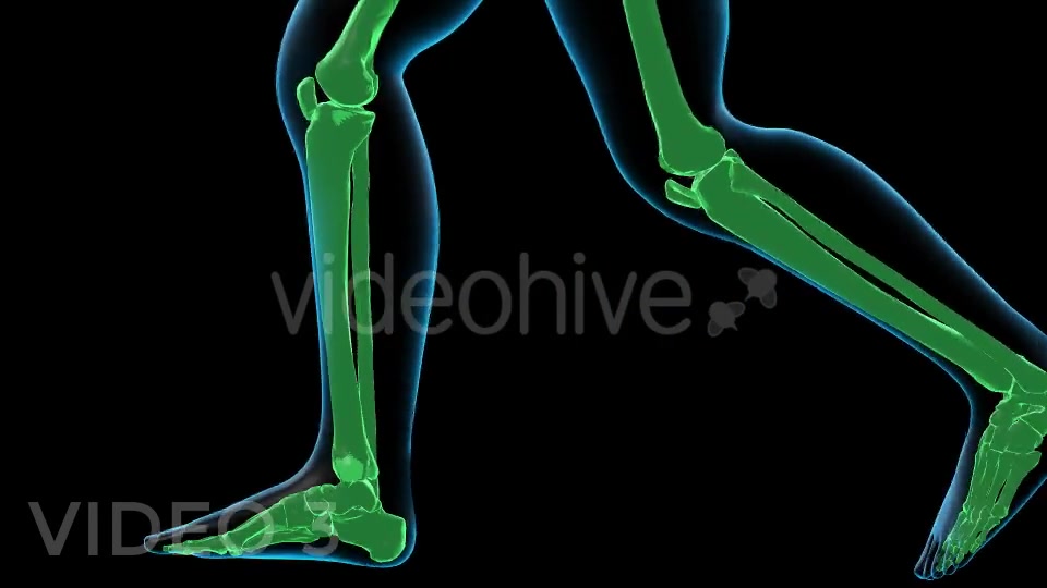 Human Walk Xray Pack Videohive 18814093 Motion Graphics Image 12