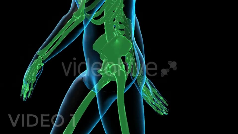 Human Walk Xray Pack Videohive 18814093 Motion Graphics Image 2