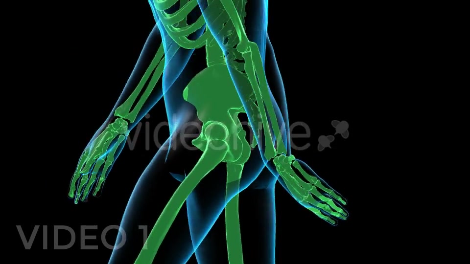 Human Walk Xray Pack Videohive 18814093 Motion Graphics Image 3