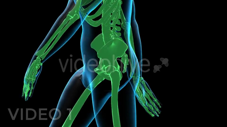 Human Walk Xray Pack Videohive 18814093 Motion Graphics Image 4