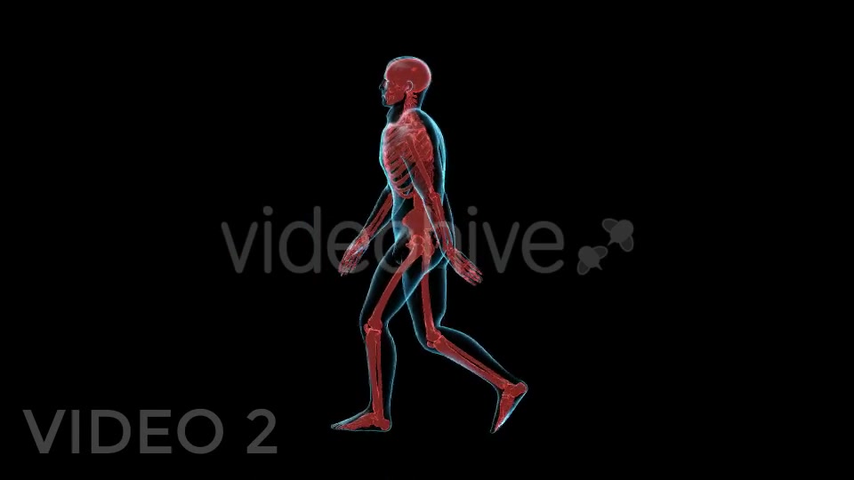 Human Walk Xray Pack Videohive 18814093 Motion Graphics Image 5