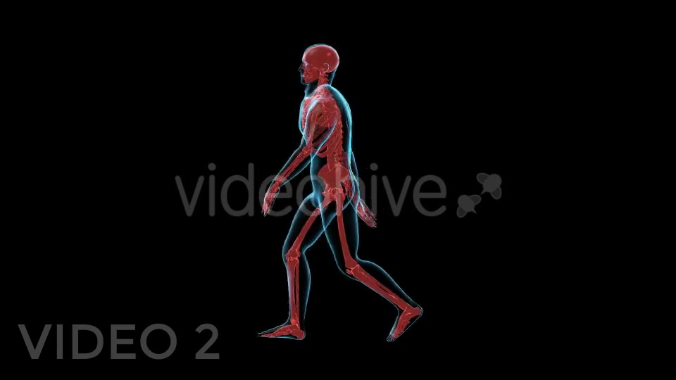 Human Walk Xray Pack Videohive 18814093 Motion Graphics Image 6