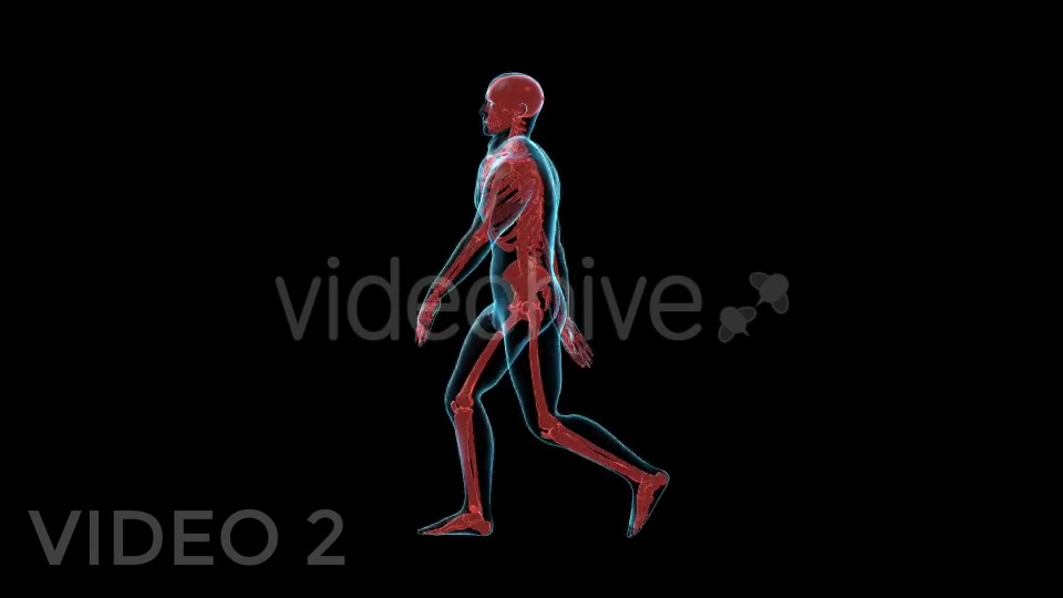 Human Walk Xray Pack Videohive 18814093 Motion Graphics Image 8