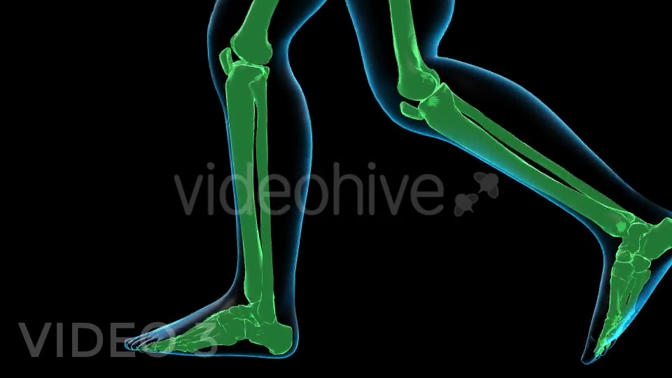 Human Walk Xray Pack Videohive 18814093 Motion Graphics Image 9