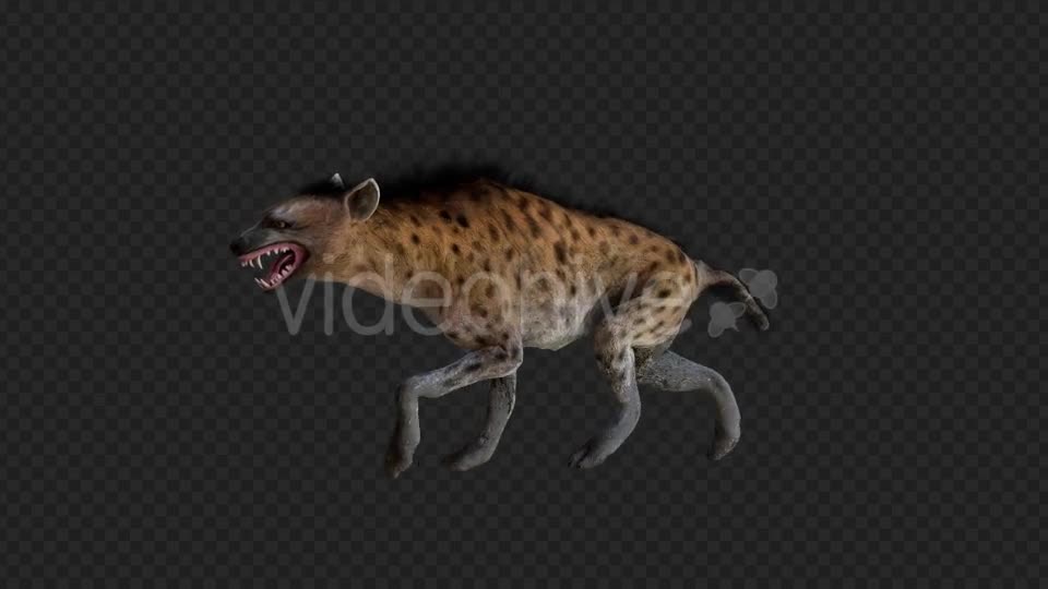 Hyena 1 Videohive 21206476 Motion Graphics Image 1