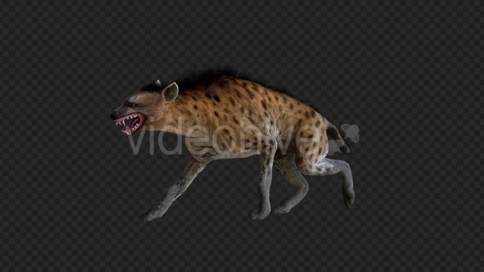 Hyena 1 Videohive 21206476 Motion Graphics Image 2