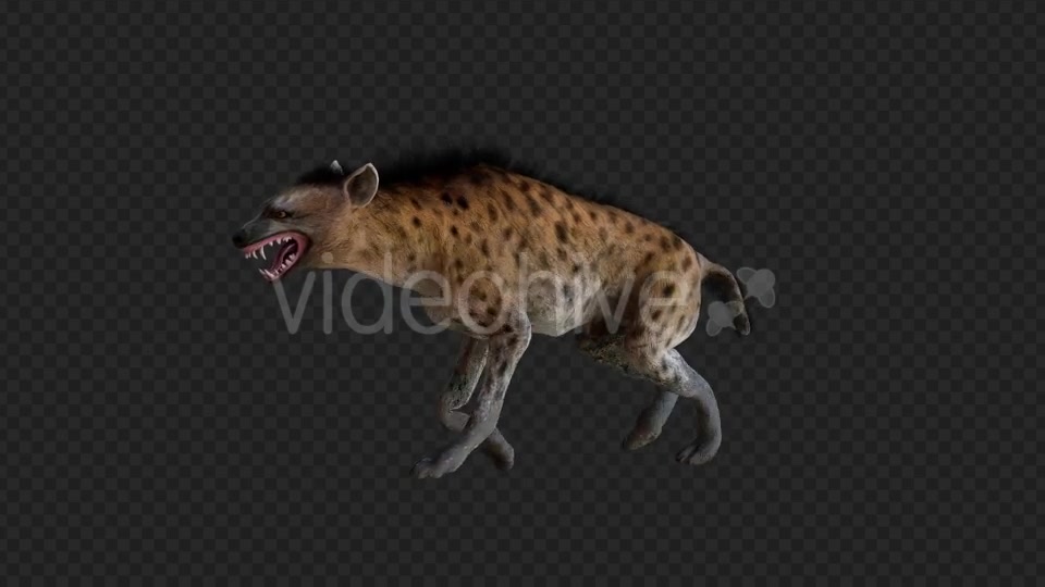 Hyena 1 Videohive 21206476 Motion Graphics Image 3