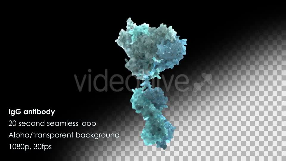 Immunoglobulin G (IgG) Antibody Rotating Videohive 13013270 Motion Graphics Image 1